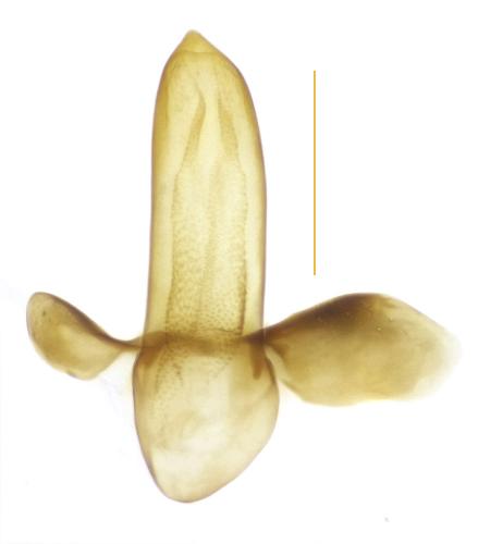 Acupalpus notatus
